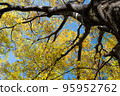 仰望黃葉的身影 95952762