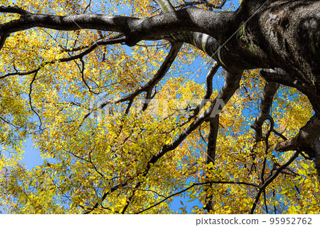 仰望黃葉的身影 95952762