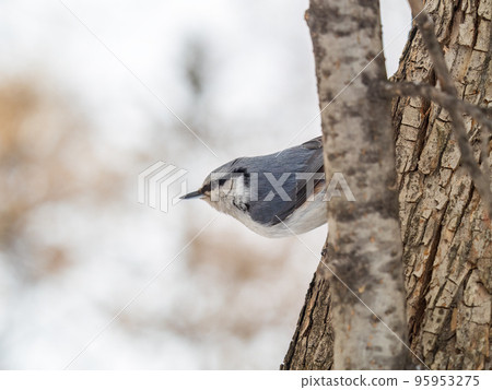 Eurasian nuthatch or wood nuthatch, lat. Sitta europaea, sitting on a tree trunk with snow in winter Eurasian nuthatch or wood nuthatch, lat. Sitta europaea, sitting on a tree trunk with snow in winter 95953275
