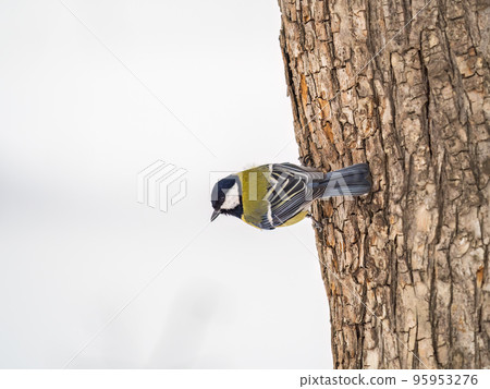 A tit is looking for food on a tree trunk. A tit is looking for food on a tree trunk. 95953276