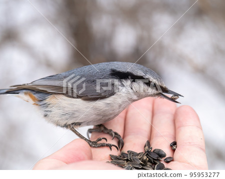 The Eurasian nuthatch eats seeds from a man's hand. Hungry bird wood nuthatch eating seeds from a hand during winter or autumn The Eurasian nuthatch eats seeds from a man's hand. Hungry bird wood nuthatch eating seeds from a hand during winter or autumn 95953277