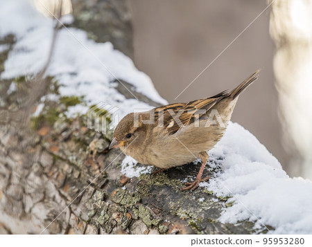Sparrow sits on a tree trunk with snow in winter. Sparrow sits on a tree trunk with snow in winter. 95953280
