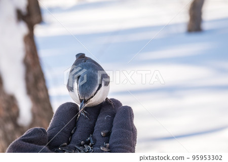 The Eurasian nuthatch eats seeds from a man's hand. Hungry bird wood nuthatch eating seeds from a hand during winter or autumn The Eurasian nuthatch eats seeds from a man's hand. Hungry bird wood nuthatch eating seeds from a hand during winter or autumn 95953302