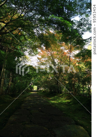 福勝寺入口處的楓樹 福勝寺入口處的楓樹 95953454