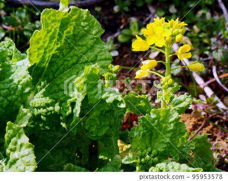 蕓苔花 95953578