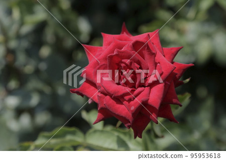 荒尾市少女公民花壇玫瑰花， 95953618