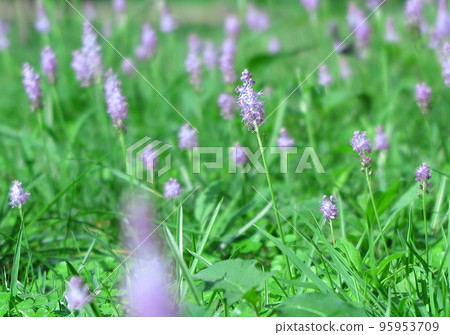 淺紫色,渦輪花 淺紫色,渦輪花 95953709