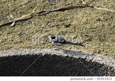 November 2022 Yamadaike Park 95953972