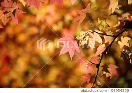 秋天的樹葉 95954599