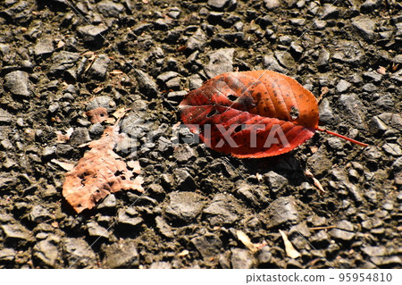 November 2022 Yamadaike Park 95954810