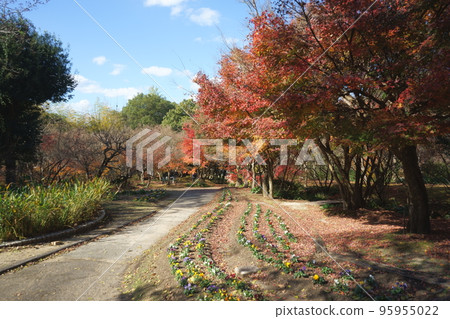 Take a walk surrounded by autumn leaves Take a walk surrounded by autumn leaves 95955022