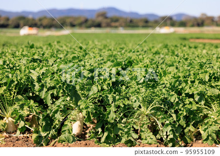 Daikon radish near harvest with its face out of the soil 95955109