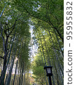 A bamboo forest where you can feel negative ions 95955832