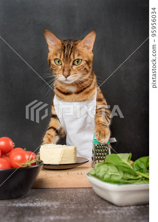 Bengal cat cook with a grater and cheese Bengal cat cook with a grater and cheese 95956034