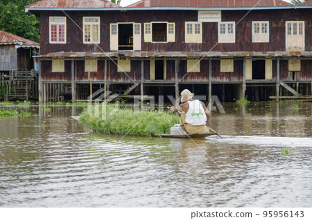 Inle Lake Transportation of aquatic plants for floating fields Inle Lake Transportation of aquatic plants for floating fields 95956143