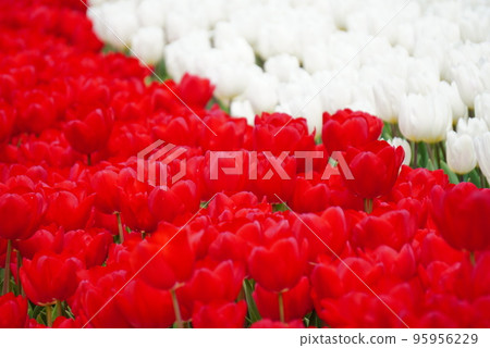Red and white tulips 95956229