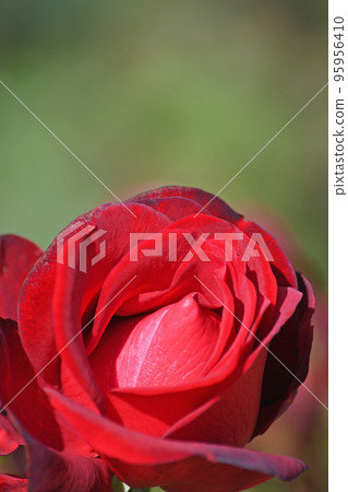 Autumn roses Autumn roses 95956410