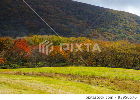Autumn leaves around the site of Kyukamura Azumayama Lodge, Shobara City, Hiroshima Prefecture (end of October 2022) Autumn leaves around the site of Kyukamura Azumayama Lodge, Shobara City, Hiroshima Prefecture (end of October 2022) 95956570