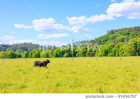 Cattle grazing on a large Australian plain Cattle grazing on a large Australian plain 95956707