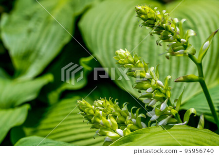 Large Leaf Gihoju of Early Summer ~Urui~ Large Leaf Gihoju of Early Summer ~Urui~ 95956740