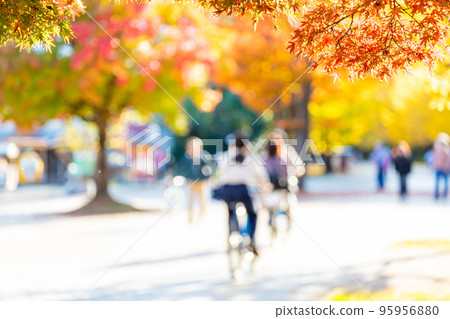 秩父繆斯公園的銀杏黃葉 95956880