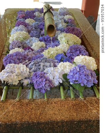 The colorful hydrangeas decorate the shrine and create a refreshing atmosphere in the Japanese summer. The colorful hydrangeas decorate the shrine and create a refreshing atmosphere in the Japanese summer. 95957034