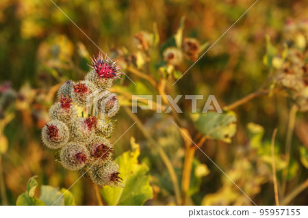 Arctium lappa commonly called greater burdock. Blooming burdock flowers on natural plant background Arctium lappa commonly called greater burdock. Blooming burdock flowers on natural plant background 95957155