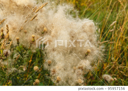 Cirsium arvense. Field with faded Creeping thistle. Wildflowers in the field. Creeping thistle with fluffy Seed heads Cirsium arvense. Field with faded Creeping thistle. Wildflowers in the field. Creeping thistle with fluffy Seed heads 95957156