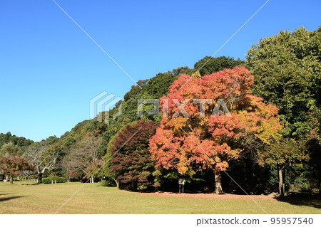 Coloring maple Coloring maple 95957540