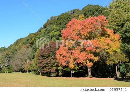 Coloring maple Coloring maple 95957541