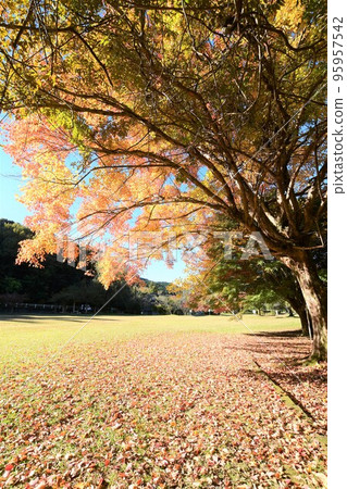 Coloring maple Coloring maple 95957542