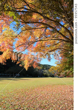 Coloring maple Coloring maple 95957543