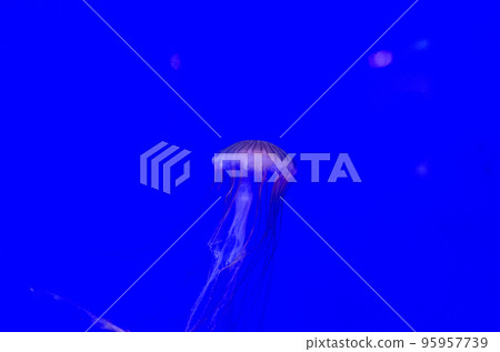 Jellyfish floating underwater 95957739