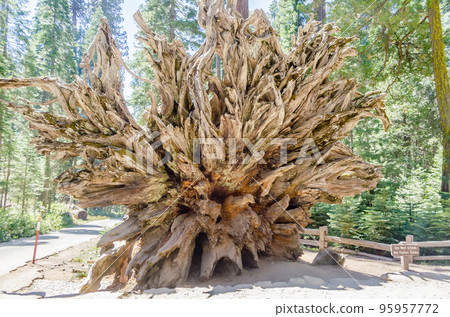 Fallen giant sequoia, Yosemite National Park, USA 95957772
