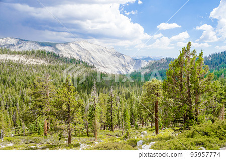 Beautiful green valley with forest in Yosemite National Park, USA Beautiful green valley with forest in Yosemite National Park, USA 95957774