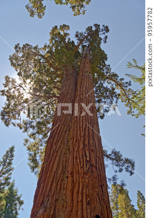 Giant Sequoias in Yosemite National Park, USA Giant Sequoias in Yosemite National Park, USA 95957782