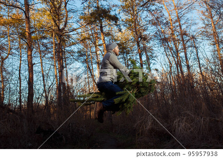 Young man is carrying christmas tree in the wood. men with a beard bears home a Christmas tree. Young man is carrying christmas tree in the wood. men with a beard bears home a Christmas tree. 95957938