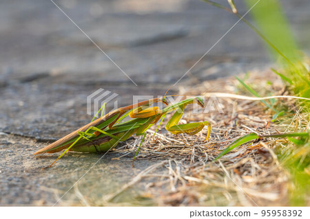 praying mantis mating praying mantis mating 95958392