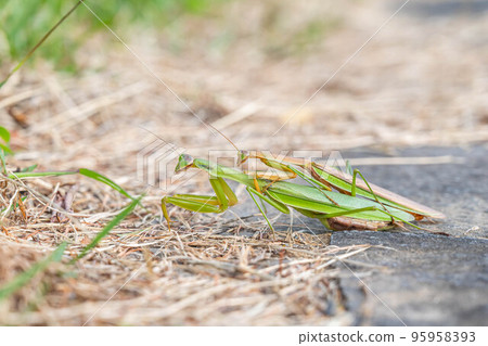 praying mantis mating 95958393
