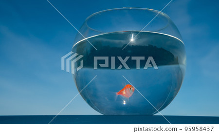A goldfish swims in a round aquarium against a blue sky. A goldfish swims in a round aquarium against a blue sky. 95958437