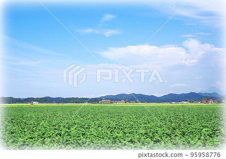 A landscape of a wide green soybean field and a clear autumn blue sky (illustration style) 95958776