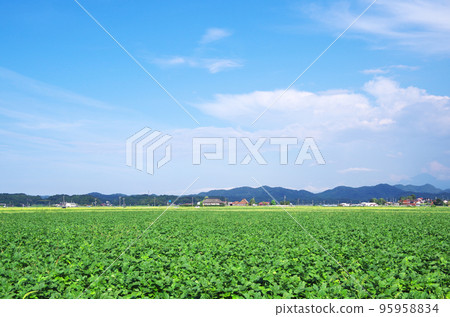 Landscape of green wide soybean field and clear autumn blue sky Landscape of green wide soybean field and clear autumn blue sky 95958834
