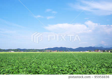 綠色寬大豆田和清楚的秋天藍天風景 95958836