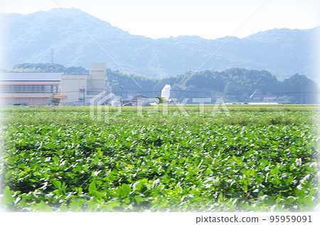 綠豆田白鷺飛翔的場景（插畫風格） 95959091