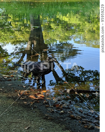 Crows in the everyday park Crows in the everyday park 95959229