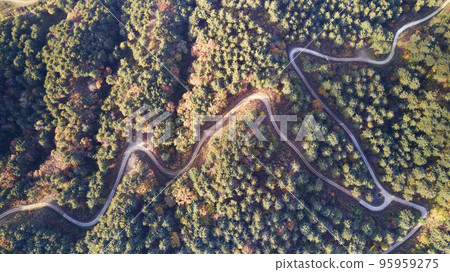 Mountain, tree, forest, road, road, trail, Pocheon-si, Gyeonggi-do Mountain, tree, forest, road, road, trail, Pocheon-si, Gyeonggi-do 95959275