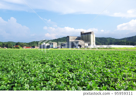 Landscape of green wide soybean field 95959311