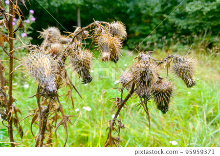 Thistle is a herbaceous plant that grows in the meadow. Thistle is a herbaceous plant that grows in the meadow. 95959371