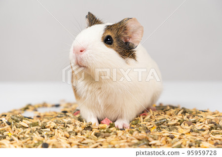 A small guinea pig sits near the feed on a white background. 95959728
