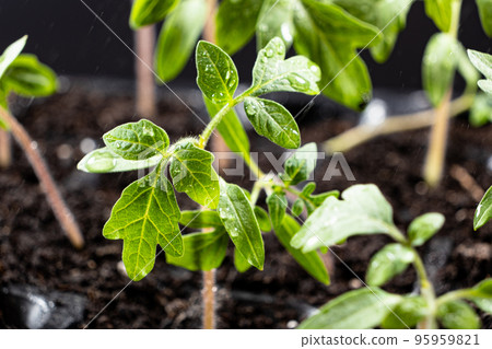 Growing tomatoes from seeds, step by step. Step 7 - the sprouts have grown. Growing tomatoes from seeds, step by step. Step 7 - the sprouts have grown. 95959821